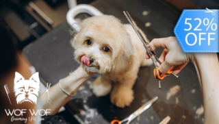 [Image: Grooming Completo para Tu Mascota: Baño, Cepillado de Dientes, Secado y Másm]