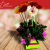 [Imagen:¡Paga $20 en Lugar de $50 por Arreglo Floral con 12 Gerberas! ¡Solo 153 Cupones Disponibles!]