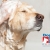 [Image: ¡Paga Q99 en vez de Q250 por Grooming para tu Mascota: Baño Antipulgas + Corte + Cepillado + Limpieza de Glándulas + Corte y Limado de Uñas + Limpieza y Depilación de Oídos + Pipeta Antipulgas y Garrapatas + Desparasitante! ¡Razas Pequeñas- Medianas!m]