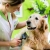 [Image: ¡Paga $12 en Lugar de $32 por Grooming para Mascota: Baño + Limpieza de Oídos + Limpieza de Glándulas Anales + Limado o Corte de Uñas + Desparasitante + Cepillado de Dientes + Pañoleta o Moño + Perfumado!m]