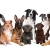 [Image: ¡Paga $11 en Lugar de $25 por Grooming Completo para tu Mascota: Corte o Deslanado Según Raza + Corte y Limado de Uñas Profesional + Limpieza Profunda de Orejas + Hidratación Profunda de Piel y Cabello + Secado + Accesorio!m]