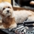 [Image: ¡Paga Q99 en Lugar de Q335 por Grooming para Perros Pequeños: Baño Spa + Corte de Pelo (si lo requiere) + Corte y Limado de Uñas + Limpieza de Oídos + Humectación de Huellitas + Perfumado + Cepillado de Dientes + Pipeta Antipulgas + Pañuelo y Más!m]