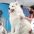 [Image: ¡Paga Q150 en vez de Q325 por Grooming para Tu Perro o Gato: Baño Antipulgas + Corte + Cepillado + Limpieza de Glándulas + Corte y Limado de Uñas + Limpieza y Depilación de Oídos + Cepillado de Dientes y Más! ¡Pequeño, Mediano y Grande!m]