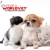 [Image: ¡Paga $15 en vez de $75 por Paquete para Mascota que incluye: Vacuna antirrábica marca Pfizer + Grooming Completo + Limpieza Dental + Consulta Veterinaria + Desparasitante en Veterinaria Worldvet!m]
