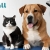 [Image: ¡Paga $12 en Lugar de $35 por Grooming para Perro o Gato: Baño + Corte + Limpieza de Oídos + Corte o Limado de Uñas + Secado + Perfume + Accesorio!m]
