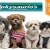 [Image: ¡Paga $15 en vez de $48 por Sesión Veterinaria con: Baño + Corte de Uñas + Limpieza de Glándulas y Orejas + Cepillado de Dientes + Revisión Veterinaria + Desparasitante + Aplicación de Fipronil + Plaquita Personalizada en Veterinaria Kokysaurio’s!m]