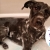 [Image: ¡Paga Q150 en vez de Q325 por Grooming para Tu Perro o Gato: Baño Antipulgas + Corte + Cepillado + Limpieza de Glándulas + Corte y Limado de Uñas + Limpieza y Depilación de Oídos + Cepillado de Dientes y Más! ¡Pequeño, Mediano y Grande!m]