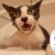[Image: ¡Paga Q150 en vez de Q325 por Grooming para Tu Perro o Gato: Baño Antipulgas + Corte + Cepillado + Limpieza de Glándulas + Corte y Limado de Uñas + Limpieza y Depilación de Oídos + Cepillado de Dientes y Más! ¡Pequeño, Mediano y Grande!m]