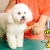 [Imagen:¡Paga $12 en Lugar de $39 por 3 Grooming para Tu Perro que Incluye: 3 Baños, 3 Secados, 3 Cortes y Limados de Uñas, 3 Limpiezas de Oídos, 3 Limpiezas de Glándulas Anales, 3 Perfumados, 3 Pañuelos o Moños + 3 Cepillados de Dientes!]