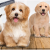 [Imagen:¡Paga $12 en Lugar de $32 por 2 Grooming para Tu Mascota: 2 Baños + 2 Peinados + 2 Cortes de Uñas + 2 Limpiezas de Oídos + 2 Limpiezas de Glándulas Anales + 2 Perfumados + 2 Pañuelos o Moños + 2 Desparasitaciones o 2 Cortes de Pelo!]