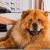 [Imagen:¡Sin Restricción de Tamaño! ¡Paga Q165 en vez de Q375 por Grooming para Mascota: Baño Anti-Garrapatas + Corte de Pelo y Uñas + Cepillado + Limpieza de Glándulas, Oídos y Dientes + Pipeta Anti-Pulgas + Desparasitante o Multivitamínico y Más!]
