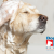 [Imagen:¡Paga Q99 en vez de Q275 por Grooming para tu Mascota: Baño Antipulgas + Corte + Cepillado + Limpieza de Glándulas + Corte y Limado de Uñas + Limpieza y Depilación de Oídos + Pipeta Antipulgas y Garrapatas y Más! ¡Razas Pequeñas, Medianas y Grandes!]