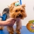 [Imagen:¡Paga Q99 en lugar de Q250 por Grooming para Tu Mascota con: Baño Antipulgas + Corte + Cepillado + Limpieza de Glándulas + Corte y Limado de Uñas + Limpieza y Depilación de Oídos + Desparasitante + Pipeta Antipulgas y Antigarrapatas + Moño o Pañuelo!]