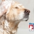 [Imagen:¡Paga Q125 en vez de Q300 por Grooming para tu Mascota: Baño Antipulgas + Corte + Cepillado + Corte y Limado de Uñas + Limpieza y Depilación de Oídos + Pipeta Antipulgas y Garrapatas y Más! ¡Sin Restricción de Tamaño!]