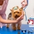 [Imagen:¡Paga Q99 en vez de Q275 por Grooming para tu Mascota: Baño Antipulgas + Corte + Cepillado + Limpieza de Glándulas + Corte y Limado de Uñas + Limpieza y Depilación de Oídos + Pipeta Antipulgas y Garrapatas + Desparasitante! ¡Razas Pequeñas- Medianas!]