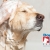 [Imagen:¡Paga Q125 en vez de Q300 por Grooming para tu Mascota: Baño Antipulgas + Corte + Cepillado + Limpieza de Glándulas + Corte y Limado de Uñas + Limpieza y Depilación de Oídos + Pipeta Antipulgas y Garrapatas + Desparasitante! ¡Razas Grandes!]