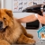 [Imagen:¡Paga $12 en Lugar de $33.70 por Grooming para Tu Mascota con: Baño + Limpieza de Oídos + Limpieza de Glándulas Anales + Corte o Limado de Uñas + Desparasitante + Cepillado de Dientes + Perfumado + Pañoleta o Moño + Cepillo Dental + Bote de Perfume!]