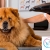 [Imagen:¡Sin Restricción de Tamaño! ¡Paga Q135 en Lugar de Q450 por Grooming para Tu Mascota con: Baño Medicado Antipulgas y Antigarrapatas + Corte de Pelo + Limado de Uñas + Limpieza de Glándulas y Oídos + Cepillado de Dientes + Desparasitante y Más!]