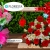 [Imagen:¡Paga Q325 en lugar de Q650 por Arreglo Floral Premium a Elección entre: Amor en Rosa (18 rosas, claves en hermoso florero de cristal)  o Dulce Corazón (18 rosas y astromelias en base de madera)!]