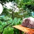 [Imagen:¡Paga $17 en Vez de $39.98 por Camping para 2 que Incluye: 2 Entradas al Ecoparque + Tienda de Campaña + Colchoneta + Fogata + Guía de Senderismo + Entrada a Vivero + Mini-Tour de Café + Uso de Juegos de Madera y Cuerda, Columpios y Piscina!]