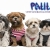 [Imagen:¡Paga $14 en lugar de $35 por Paquete para tu Mascota: Cambio de Look + 2 fotos profesionales en Foto-estudio + Medalla personalizada + Desparasitante + Sesión de baño en segunda visita en Patitas Veterinaria!]