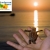 [Imagen:Vamos a liberar tortugas! Paga $9 en vez de $20 en un tour a la playa San Blas con Salvadorean Tours]