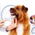 [Imagen:¡Paga $23 en vez de $123 por Limpieza Dental para Mascota + Placa de Gel Anti-Bacterial con Olor a Menta + Electrocardiograma + Consulta Veterinaria General + Exámenes de Laboratorio + Grooming Completo!]