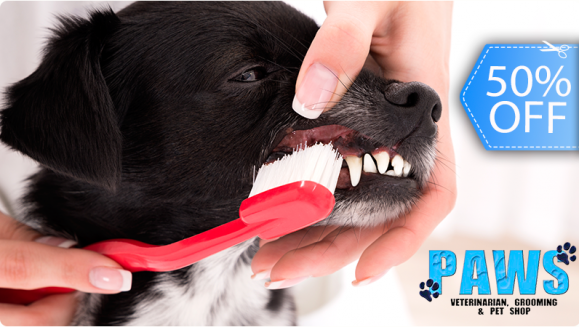 los perros realmente necesitan pasta de dientes