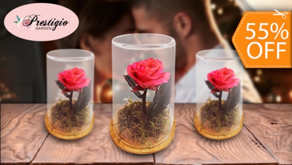 [Image: ¡Paga $18 en Lugar de $40 por Delicada Rosa Preservada en Capsula de Cristal con Base de Madera!m]