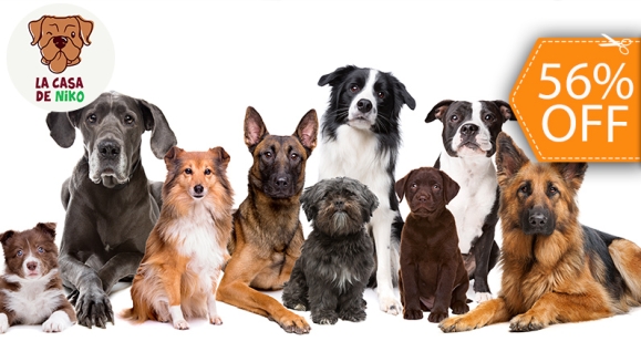 [Image: ¡Paga $11 en Lugar de $25 por Grooming Completo para tu Mascota: Corte o Deslanado Según Raza + Corte y Limado de Uñas Profesional + Limpieza Profunda de Orejas + Hidratación Profunda de Piel y Cabello + Secado + Accesorio!m]