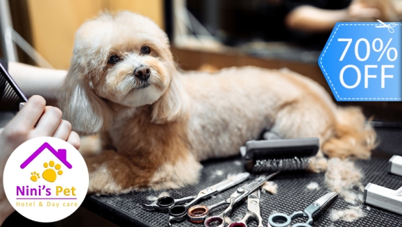 [Image: ¡Paga Q99 en Lugar de Q335 por Grooming para Perros Pequeños: Baño Spa + Corte de Pelo (si lo requiere) + Corte y Limado de Uñas + Limpieza de Oídos + Humectación de Huellitas + Perfumado + Cepillado de Dientes + Pipeta Antipulgas + Pañuelo y Más!m]