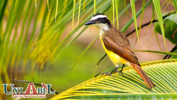[Image: ¡Paga Q860 en Lugar de Q1,970 por Estadía de 3 Días y 2 Noches para 2 Adultos en el Lago de Atitlán: Habitación Doble + 4 Desayunos + Tour de Observación de Aves + Uso Ilimitado de Kayaks + Impuestos Incluidos!m]