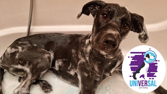[Image: ¡Paga Q150 en vez de Q325 por Grooming para Tu Perro o Gato: Baño Antipulgas + Corte + Cepillado + Limpieza de Glándulas + Corte y Limado de Uñas + Limpieza y Depilación de Oídos + Cepillado de Dientes y Más! ¡Pequeño, Mediano y Grande!m]