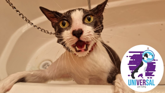 [Image: ¡Paga Q150 en vez de Q325 por Grooming para Tu Perro o Gato: Baño Antipulgas + Corte + Cepillado + Limpieza de Glándulas + Corte y Limado de Uñas + Limpieza y Depilación de Oídos + Cepillado de Dientes y Más! ¡Pequeño, Mediano y Grande!m]