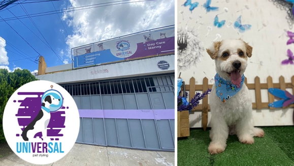 [Image: ¡Paga Q150 en vez de Q325 por Grooming para Tu Perro o Gato: Baño Antipulgas + Corte + Cepillado + Limpieza de Glándulas + Corte y Limado de Uñas + Limpieza y Depilación de Oídos + Cepillado de Dientes y Más! ¡Pequeño, Mediano y Grande!m]