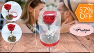 [Imagen:¡Paga $12 en Lugar de $28 por Hermosa Rosa Preservada en Domo de Acrílico (9 cm de Ancho y 14 cm de Alto)!]